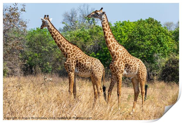 A pair of male Thornicroft's giraffes, Zambia Print by Angus McComiskey