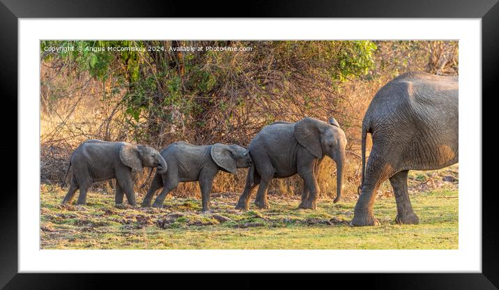 Follow my leader - African elephant calves Zambia Framed Mounted Print by Angus McComiskey