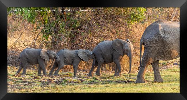 Follow my leader - African elephant calves Zambia Framed Print by Angus McComiskey