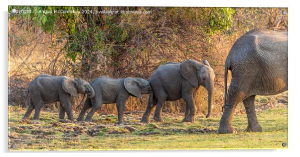 Follow my leader - African elephant calves Zambia Acrylic by Angus McComiskey