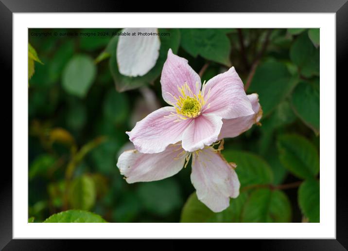 Pink clematis in a garden Framed Mounted Print by aurélie le moigne