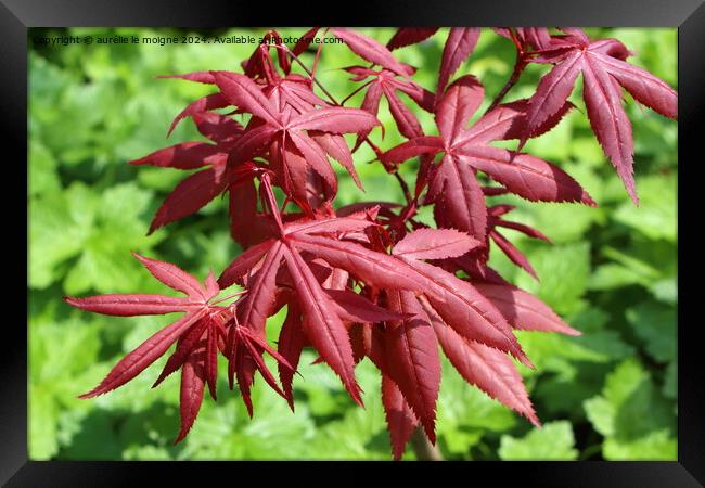 Leaves of Japanese maple Framed Print by aurélie le moigne