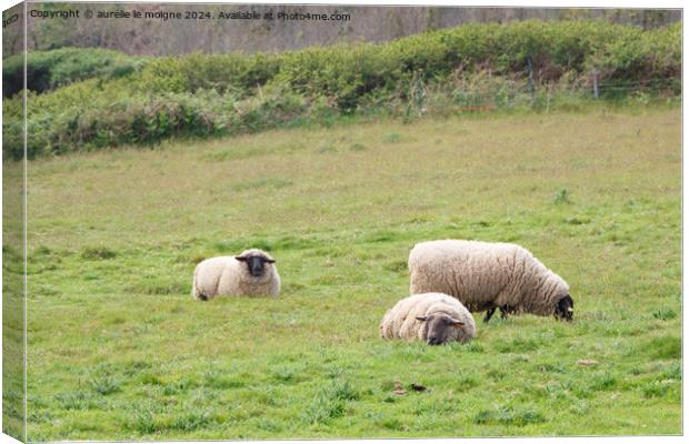 Sheep in a field Canvas Print by aurélie le moigne