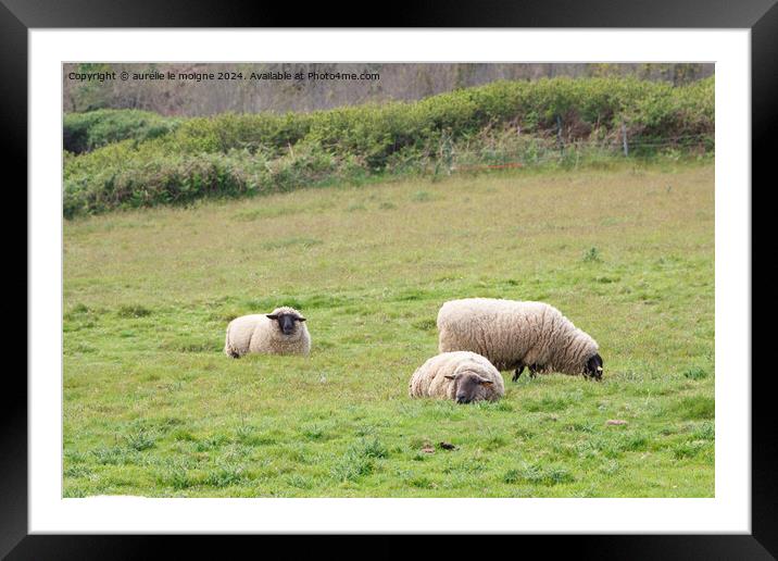 Sheep in a field Framed Mounted Print by aurélie le moigne