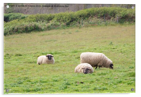 Sheep in a field Acrylic by aurélie le moigne