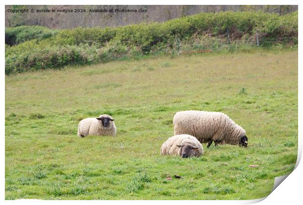 Sheep in a field Print by aurélie le moigne