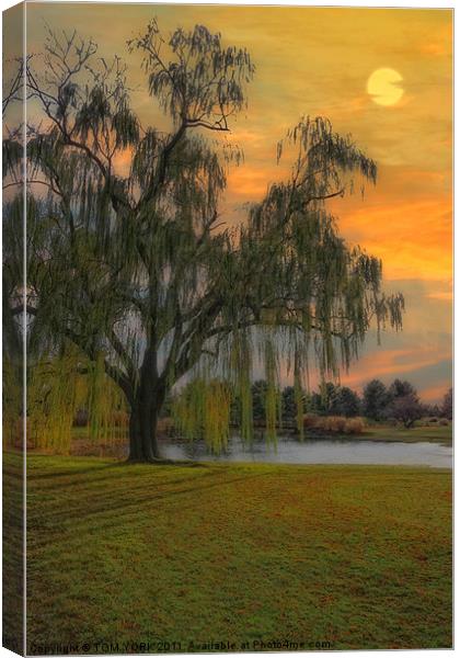 THE WIND AND THE WILLOWS Canvas Print by Tom York