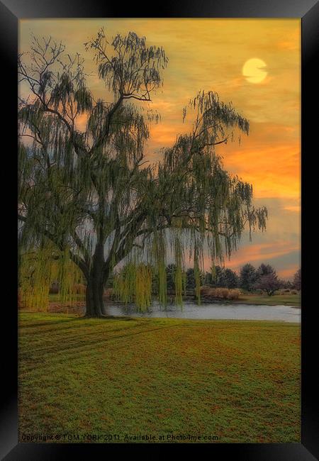 THE WIND AND THE WILLOWS Framed Print by Tom York