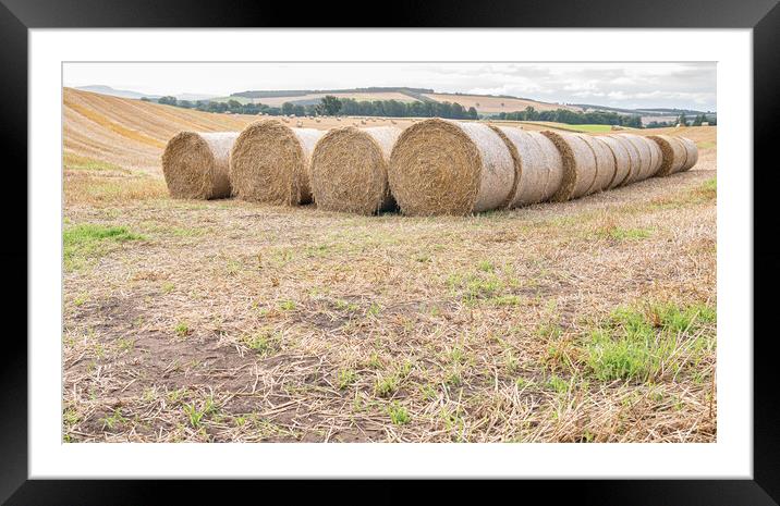 Hay bales lined up after the harvest in the UK Framed Mounted Print by Dave Collins