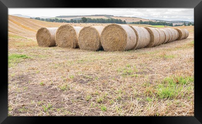 Hay bales lined up after the harvest in the UK Framed Print by Dave Collins