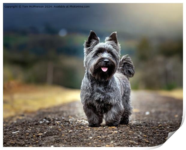 Cairn Terrier Print by Tom McPherson