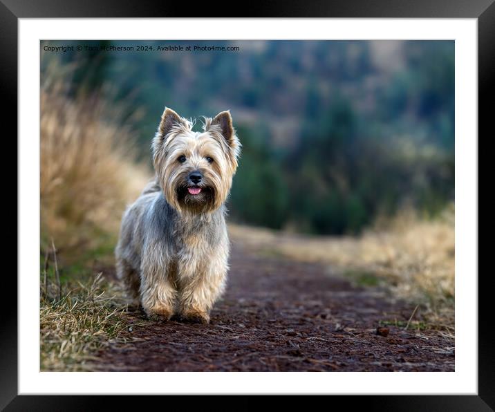 Cairn Terrier Framed Mounted Print by Tom McPherson