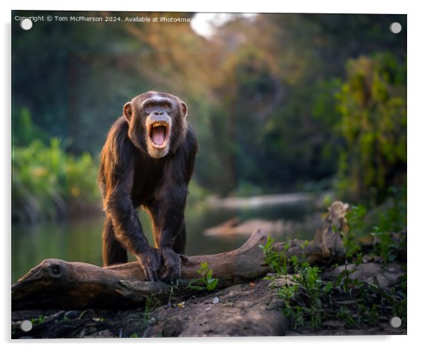 The chimpanzee Acrylic by Tom McPherson