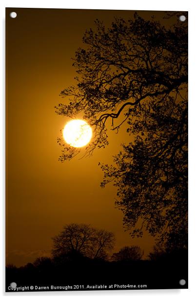 Sunrise Tree  Silhouette Acrylic by Darren Burroughs