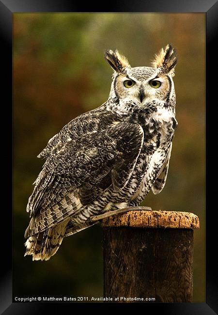 Long Eared Owl. Framed Print by Matthew Bates