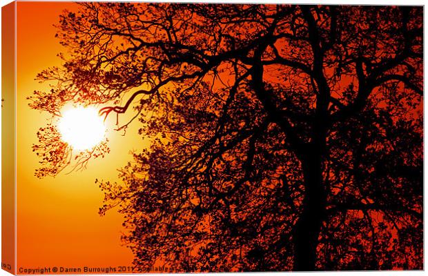 Sunrise Tree  Silhouette Canvas Print by Darren Burroughs