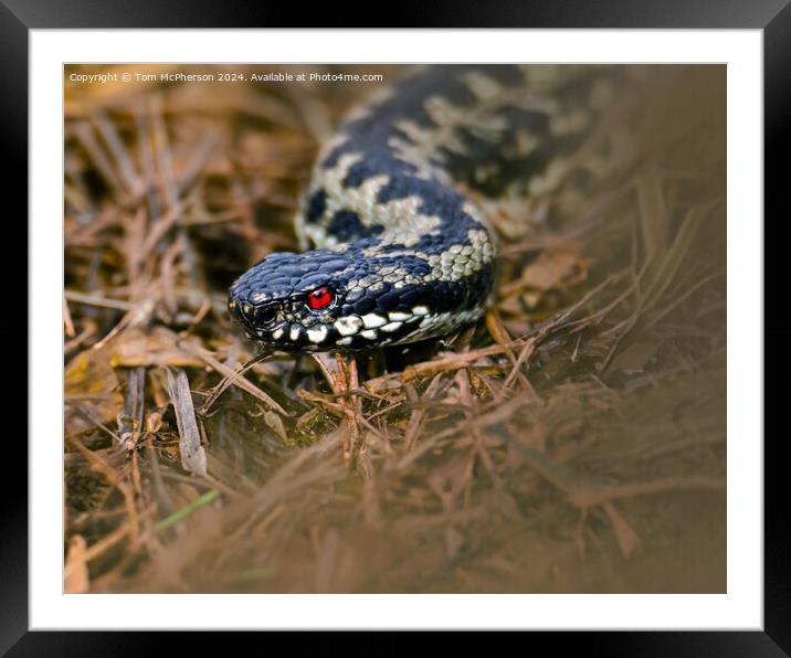 The Adder Framed Mounted Print by Tom McPherson
