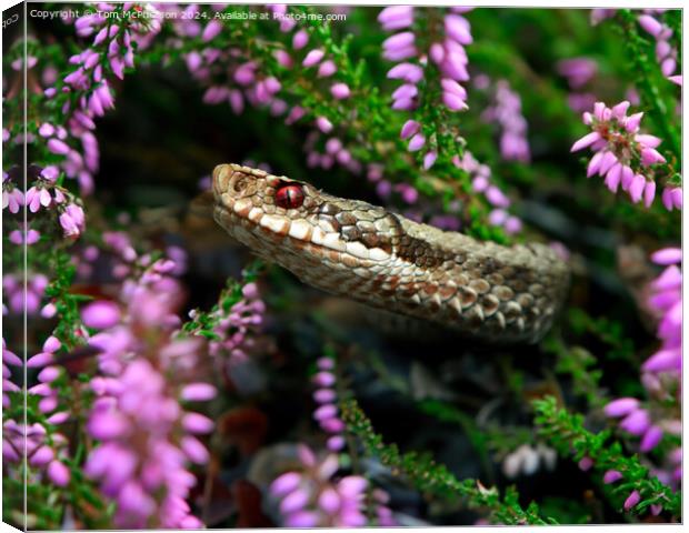 The Adder Canvas Print by Tom McPherson
