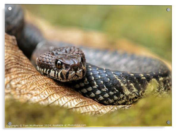 The Adder Acrylic by Tom McPherson