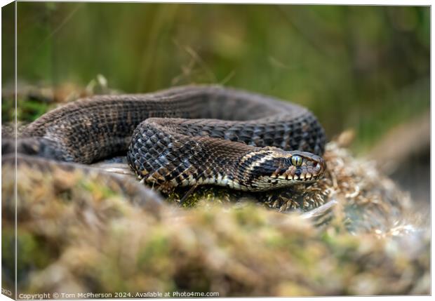 The Adder Canvas Print by Tom McPherson