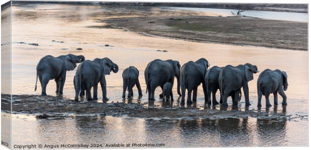 African elephant herd drinking at sunset, Zambia Canvas Print by Angus McComiskey