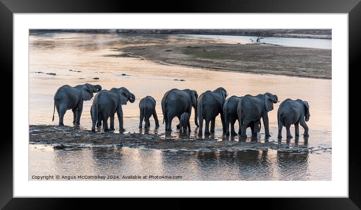 African elephant herd drinking at sunset, Zambia Framed Mounted Print by Angus McComiskey