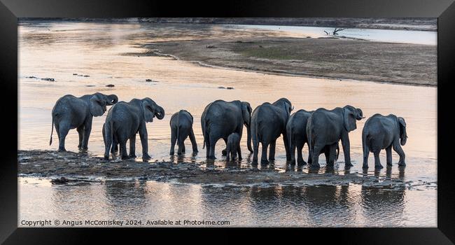 African elephant herd drinking at sunset, Zambia Framed Print by Angus McComiskey
