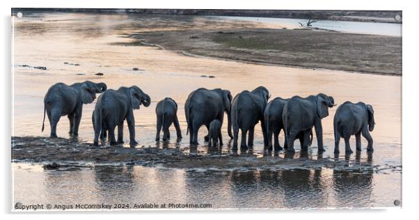 African elephant herd drinking at sunset, Zambia Acrylic by Angus McComiskey