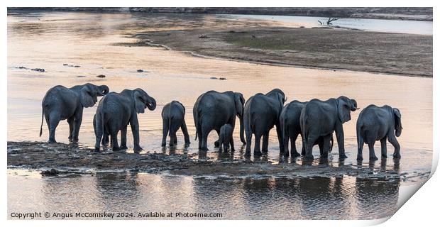 African elephant herd drinking at sunset, Zambia Print by Angus McComiskey