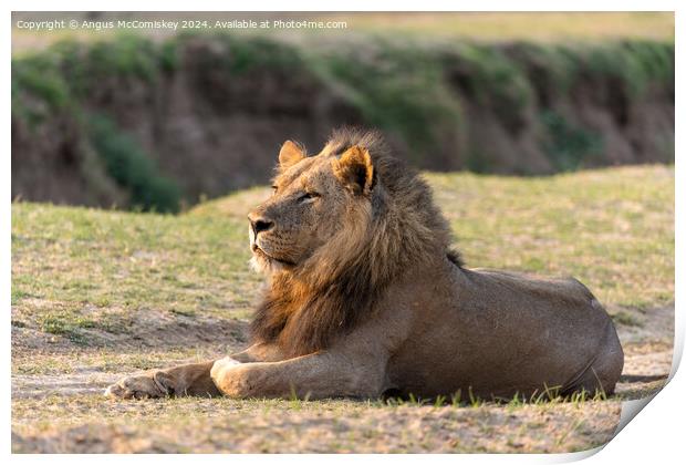 Majestic male lion at sunrise, Zambia Print by Angus McComiskey