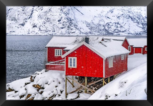 Red rorbu lodges in Hamnoy on Lofoten, Norway Framed Print by Frank Bach