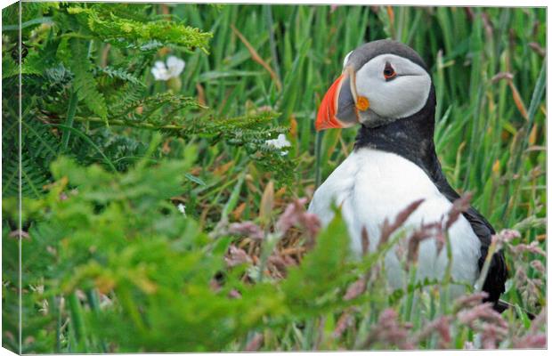 A Puffin standing in grass Canvas Print by Michael Hopes
