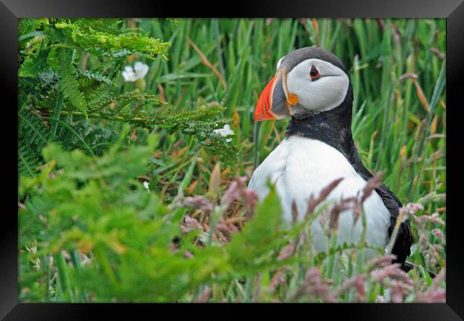 A Puffin standing in grass Framed Print by Michael Hopes