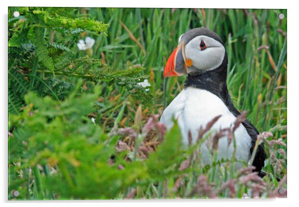A Puffin standing in grass Acrylic by Michael Hopes