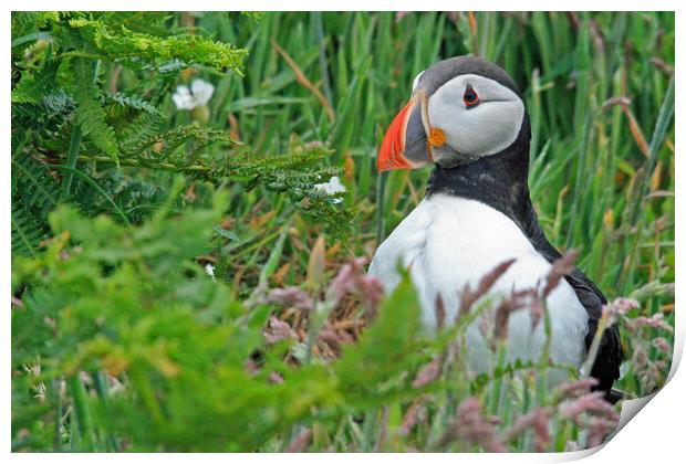 A Puffin standing in grass Print by Michael Hopes