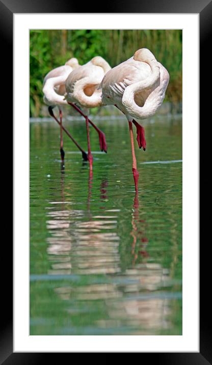 Sleeping Flamingos Framed Mounted Print by Michael Hopes