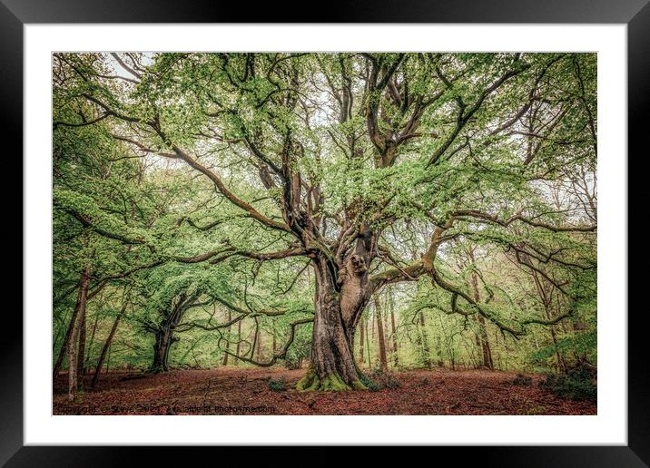 Beautiful Spring Beech Tree , Savernake Forest, Marlborough, Wiltshire, UK Framed Mounted Print by Steve 