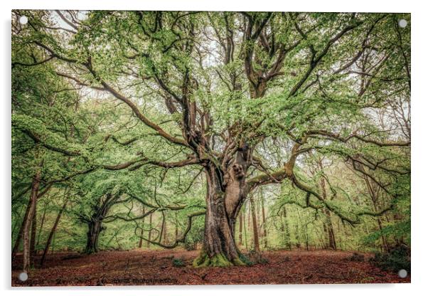 Beautiful Spring Beech Tree , Savernake Forest, Marlborough, Wiltshire, UK Acrylic by Steve 