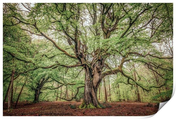 Beautiful Spring Beech Tree , Savernake Forest, Marlborough, Wiltshire, UK Print by Steve 