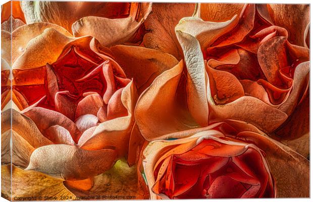 Abstract Fine Art View of Pink Rose Flowers Canvas Print by Steve 