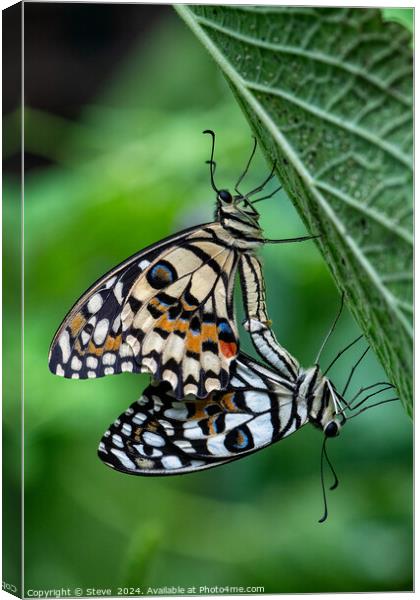 Macro Image of a Pair of Mating Lime Swallowtail Butterflies Canvas Print by Steve 