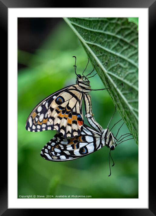 Macro Image of a Pair of Mating Lime Swallowtail Butterflies Framed Mounted Print by Steve 