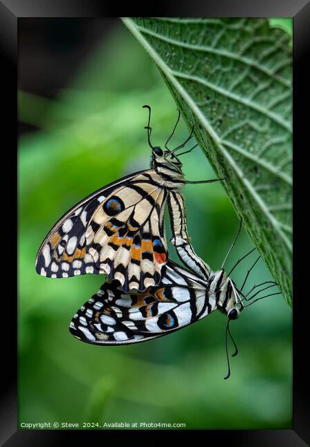 Macro Image of a Pair of Mating Lime Swallowtail Butterflies Framed Print by Steve 