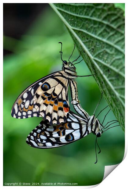 Macro Image of a Pair of Mating Lime Swallowtail Butterflies Print by Steve 