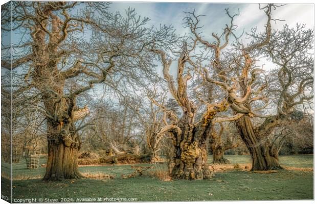 Fine Art Group of Ancient Sweet Chestnut Trees, Croft Castle, Herefordshire, UK Canvas Print by Steve 