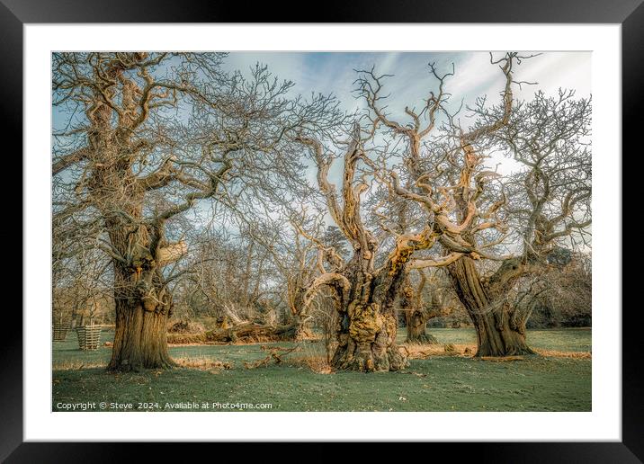 Fine Art Group of Ancient Sweet Chestnut Trees, Croft Castle, Herefordshire, UK Framed Mounted Print by Steve 