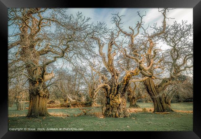 Fine Art Group of Ancient Sweet Chestnut Trees, Croft Castle, Herefordshire, UK Framed Print by Steve 