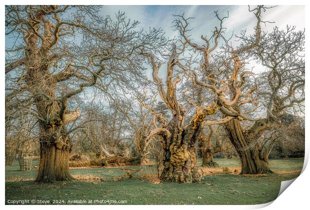 Fine Art Group of Ancient Sweet Chestnut Trees, Croft Castle, Herefordshire, UK Print by Steve 
