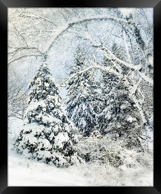 Snow Covered Forest Framed Print by Elaine Manley