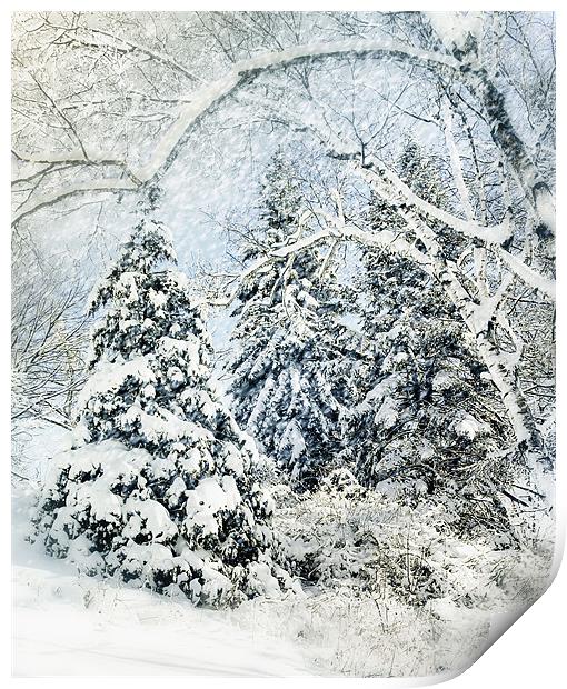 Snow Covered Forest Print by Elaine Manley